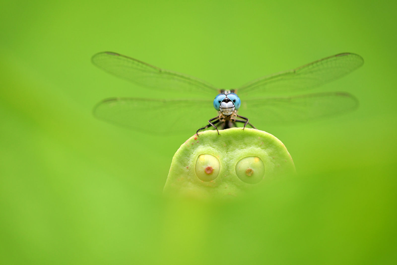 Esta otra finalista, bautizada “Blue Eyes, Green Eyes”, fue tomada en China. Se trata de una libélula posada sobre una flor de loto.Foto: Minghui Yuan